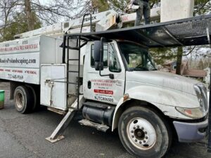 Tree Service Job in Warren