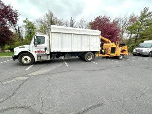 Tree Service Job in Bridgewater