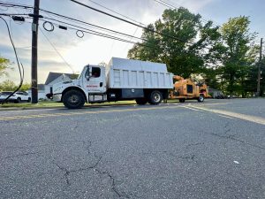 Tree Service Job in Bridgewater