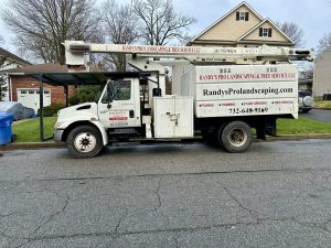 Tree Service Job in Colonia