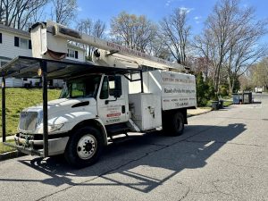 Tree Service Job in East Brunswick