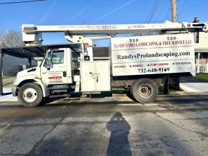 Tree Service Job in Edison
