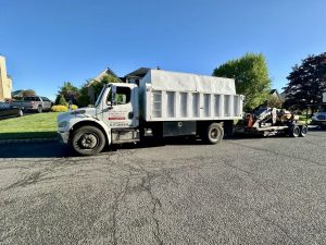 Tree Service Job in Hillsborough
