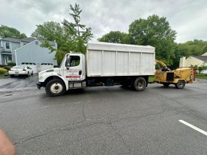 Tree Service Job in Hillsborough