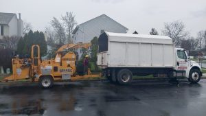 Tree Service Job in Piscataway