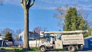 Tree Service Job in Piscataway