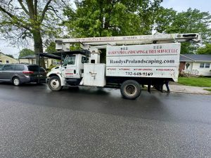 Tree Service Job in Spotswood