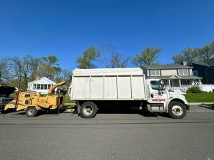 Tree Service Job in Westfield