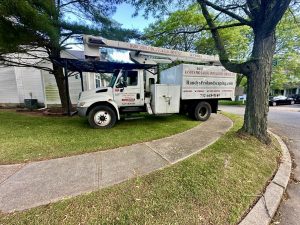 Tree Service Job in Piscataway