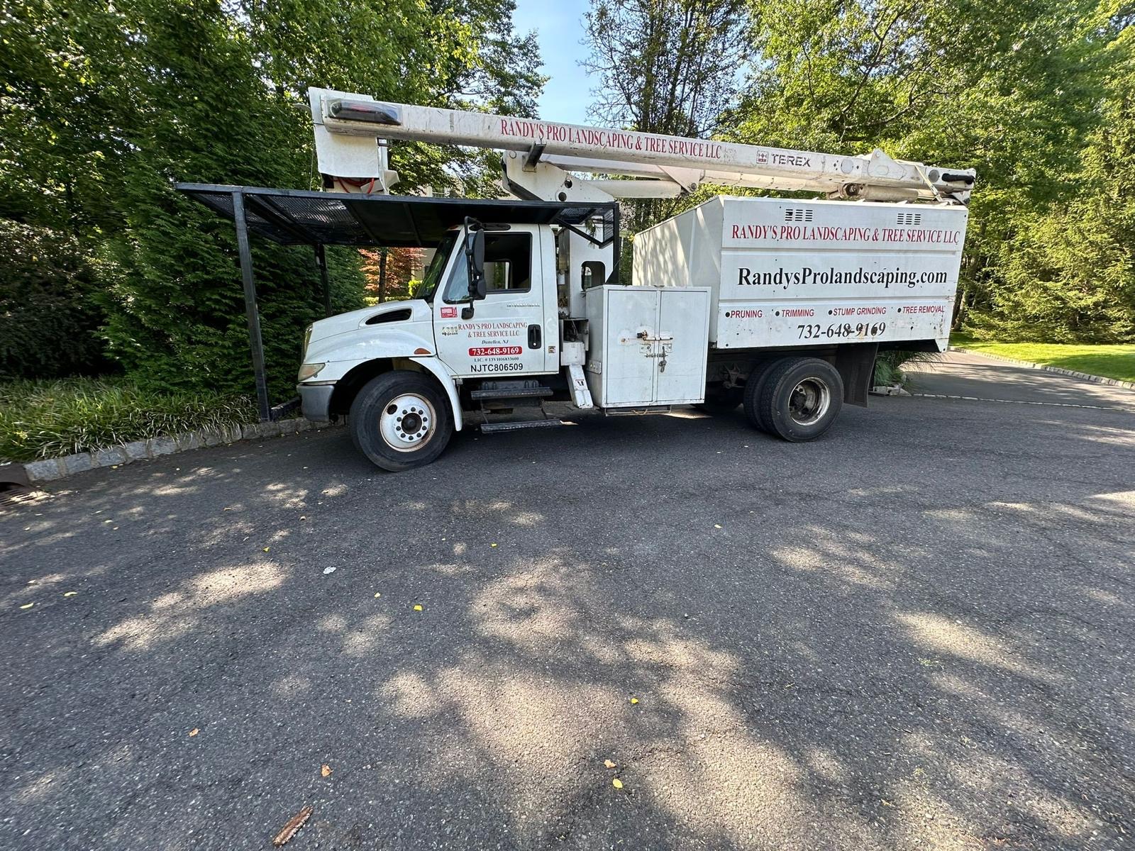 Tree Service Job in Warren